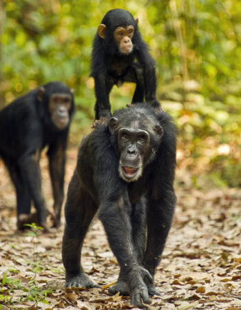 Chimp-trekking-in-tanzania-Day-4-1