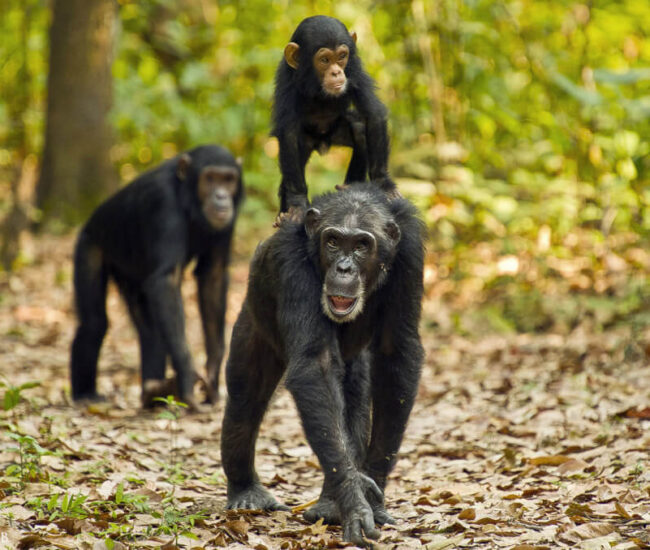 Chimp-trekking-in-tanzania-Day-4-1