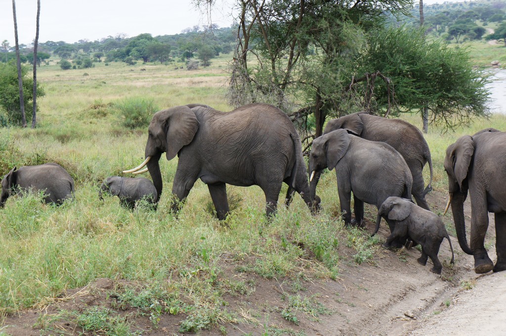 Travel to Tanzania and volunteer with us…