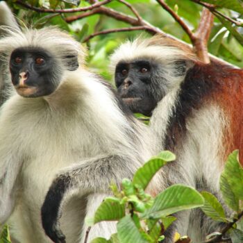 Zanzibar_Jozani-Monkeys-1-1