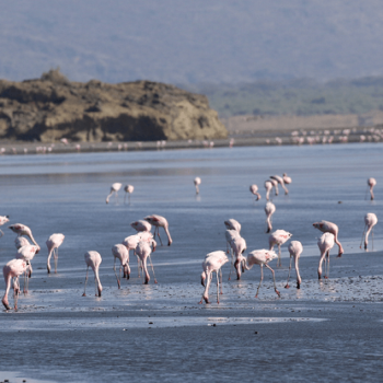 flamingos-lake-natron
